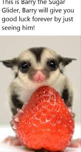 Check spelling or type a new query. You Now Have Good Luck Sugar Glider Good Luck Fox Red Labrador