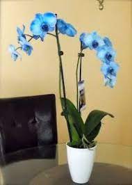 This winn dixie has a large kosher section, including prepared foods and a large kosher bakery. First Saw This Flower At Winn Dixie Orchids Nature Beauty Flowers