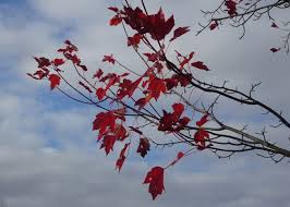 Iva Hatfield Archives