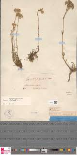 Image result for Orthopichonia schweinfurthii