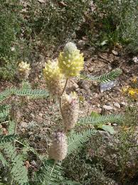 Image result for Astragalus atropilosulus