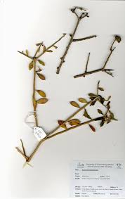 Image result for Euphorbia matabelensis