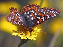 Imagenes De Google De Butterflies Bugs Flowers Jpg Attract Butterflies Butterfly Garden Beautiful Butterflies