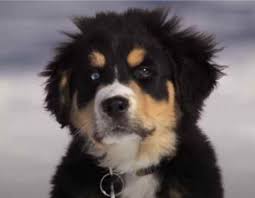 Sire is a purebred merle (health tested) mini australian shepherd. Bernese Mountain Dog Australian Shepherd Mix Gorgeous And Intelligent 10 Photos Bernese Love
