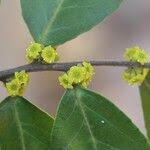 Image result for Mystroxylon