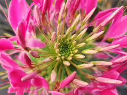 Image result for Cleome