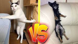 Funniest Pet Competition Cats Vs Dogs Youtube