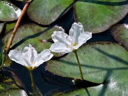 Image result for Nymphoides senegalensis