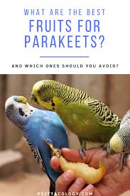 Not overly sweet, yet delicious and easily assumed. Can Parakeets Eat Fruit List Of Fruit For Parakeets Psittacology