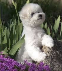 The head of the löwchen is a key feature of the breed; The Lowchen Dog Findgreatdogs Dog Breeds Lion Dog Designer Dogs