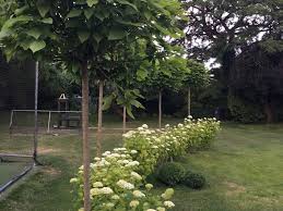 There are some plants which are suitable for garden screening, spruce is one great choice. Screening Plants Hiding A Garden Eyesore Blooming Lucky