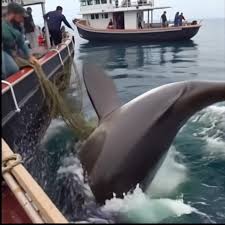 Dream house - They Tried to Rescue the Shark… But Seconds...