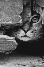 Onun Icinde Kaybolacagi Yerde Onu Disaridan Seyre Calisiyordu Onun Icin Bir Istirap Makinesi Olmustu Ahmet Hamdi Tanpinar Hayvanlar Kedi Cute Kittens