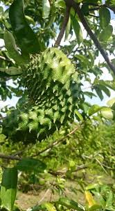 Pemilihan lokasi ini bertujuan agar nantinya proses pembibitan sampai pembuahan dilakukan dengan baik dan benar. Baja Pokok Durian Belanda Fertilizer For Soursop Plant Shopee Malaysia