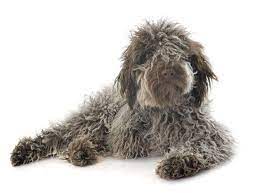 mittelgrosse hunderassen mit bildern und beschreibungen fluffis de hunde rassen hunde hunderassen