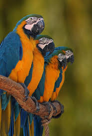  birdorable pesquet's parrot playing cards. 200 Macaws Ideas Macaw Pet Birds Beautiful Birds