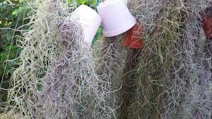 Jika kita melihat mekarnya bunga dengan kombinasi. Cara Memperbanyak Spanish Moss Jenggot Firaun Tillandsia Usneoides Youtube