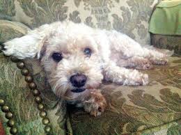 Pin On Bichon Type Dogs Mauled Or Killed By Pit Bulls