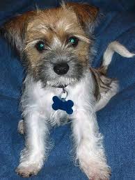 Shih Tzu Terrier Mix Black And Brown Fo Tzu Dog Breed Information And Pictures Dog Breeds Hybrid Dogs Toy Fox Terriers