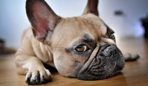 There had been a lot of controversies regarding the ear pattern, and it was all because of the efforts on the part of the american dog enthusiasts that the. French Bulldog Dog Breed Information