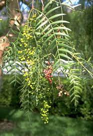 Architecture Of The Getty Center Australian Native Plants Backyard Trees Pepper Tree