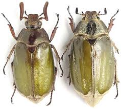 Image result for Melhania virescens