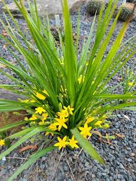 Image result for Hypoxis