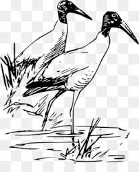 Learn vocabulary, terms and more with flashcards, games and other study tools. Scarlet Ibis Png Scarlet Ibis Transparent Scarlet Ibis Bleeding Tree Scarlet Ibis Story Scarlet Ibis Symbols Scarlet Ibis Bleeding Tree Scarlet Ibis White Scarlet Ibis Information Scarlet Ibis No Background Scarlet Ibis Wallpaper Scarlet Ibis