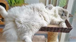 1.1 more about ragdoll cats. Are Ragdoll Cats Hypoallergenic Here S An In Depth Review