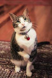 10 صور لقطط كيوت جميلة وجديدة عالم القطط cute cats and dogs cute cats cats