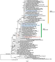 Image result for Zehneria keayana