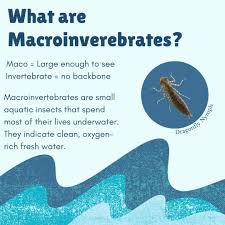 Image result for Trichopteryx marungensis