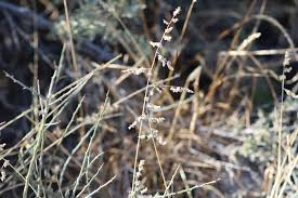 Image result for Eragrostis echinochloidea