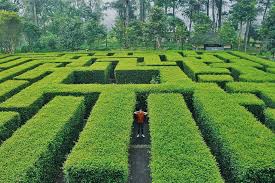 Salah satu tempat wisata yang semakin ramai karena keunikannya yaitu taman labirin coban rondo. Lokasi Dan Harga Tiket Masuk Taman Labirin Coban Rondo Malang Serunya Bermain Petak Umpet Di Tengah Tumbuhan Hijau Daka Tour