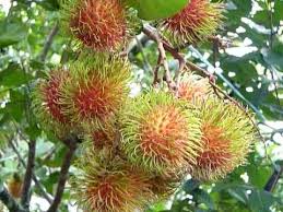 Rambutan Tree Rambutan Fruit Tropical Fruits Tropical Fruits Tree Borneo Fruits Fruit Plants Fruit Trees Botanical Species