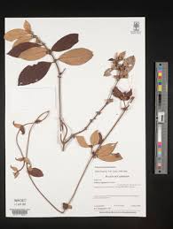 Image result for Sabicea bequaertii