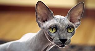 1/6 mini tattoos sphynx canadian hairless cat figure statue cosplay 8.7*4*5cm. Top 12 Most Expensive Cat Breeds In The World Ashera Vs Savannah Financesonline Com