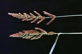 Image result for Echinochloa