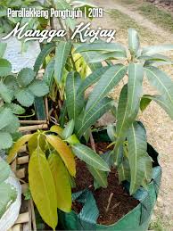 We did not find results for: Spesifikasi Mangga Kiojay Nama Parallakkeng Pongtujuh Facebook