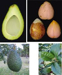 Today we wanted to give a full update on how they've been coming along. Avocado History Biodiversity And Production Springerlink