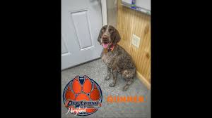 Feel free to browse hundreds of active classified puppy for sale listings, from dog. German Shorthaired Pointer Basic Obedience Off Leash K9 Training Maryland Youtube
