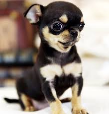 My sweet baby came from blessing chihuahua puppies home home breeder! Chihuahua For Sale Buy Chihuahua Puppies Online Puppies Shop