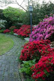 Cfgc News Media Azaleas Garden Beautiful Gardens Shade Garden