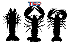 Lobster Astice E Aragosta La Miniguida Per Orientarsi