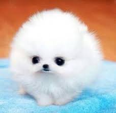 Sold To A Gang Leader Chapter 5 Cute Baby Animals Baby Animals Cute Animals