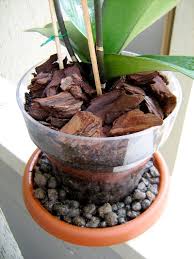 Sicuramente le specie di orchidee sono diverse, ma vi sono dei consigli che è bene seguire per coltivare le orchidee in appartamento.la luce: Informazioni E Consigli Utili Su Come Coltivare Un Orchidea Phalaenopsis Nel Modo Corretto Orchidea Coltivare Orchidee Coltivare