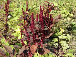 Image result for Amaranthus cruentus