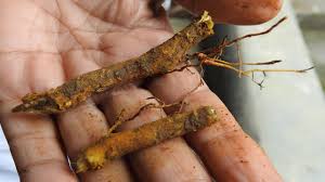 Image result for Zanthoxylum lindense