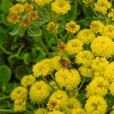 Image result for Cycnium recurvum