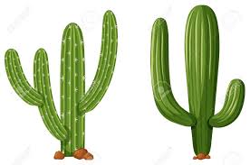 Although there are many subspecies of cactus plants, they can all be grouped into 9 different main categories. Two Types Of Cactus Plants Illustration Royalty Free Cliparts Vectors And Stock Illustration Image 76517748